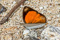 Parallel Sunbeam Curetis freda