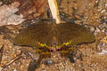 Paris Peacock Papilio paris paris