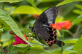 Paris Peacock Papilio paris paris