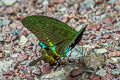 Paris Peacock Papilio paris paris