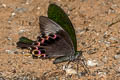 Paris Peacock Papilio paris paris