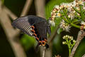 Paris Peacock Papilio paris paris