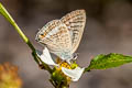 Peablue Lampides boeticus (Bean Butterfly)