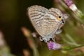 Peablue Lampides boeticus (Bean Butterfly)