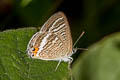 Peablue Lampides boeticus (Bean Butterfly)