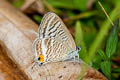 Peablue Lampides boeticus (Bean Butterfly)