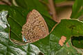 Peacock Oakblue Arhopala horsfieldi basiviridis