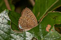 Peacock Oakblue Arhopala horsfieldi basiviridis