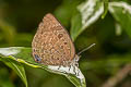 Peacock Oakblue Arhopala horsfieldi basiviridis