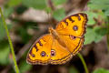 Peacock Pansy Junonia almana almana