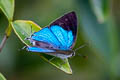 Peacock Royal Tajuria cippus cippus