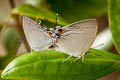 Peacock Royal Tajuria cippus cippus