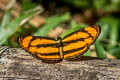 Perak Lascar Pantoporia paraka paraka
