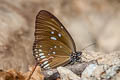 Plain Blue Crow Euploea modesta modesta