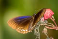 Plain Blue Crow Euploea modesta modesta