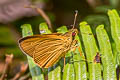 Plain Yellow Lancer Xanthoneura corissa indrasana