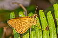 Plain Yellow Lancer Xanthoneura corissa indrasana