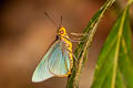 Plain Green Palmer Pirdana distanti spenda (Agava Skipper)