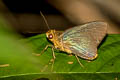 Plain Green Palmer Pirdana distanti distanti (Agava Skipper)