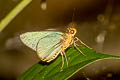 Plain Green Palmer Pirdana distanti distanti (Agava Skipper)