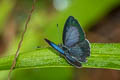 Plain Hedge Blue Celastrina lavendularis limbata