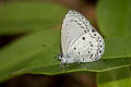 Plain Hedge Blue Celastrina lavendularis limbata