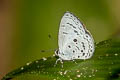 Plain Hedge Blue Celastrina lavendularis limbata