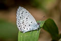 Plain Hedge Blue Celastrina lavendularis limbata