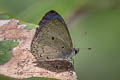 Plain Hedge Blue Celastrina lavendularis isabella