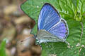 Plain Hedge Blue Celastrina lavendularis limbata