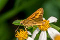 Plain Palm Dart Cephrenes acalle oceanica