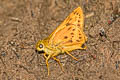 Plain Palm Dart Cephrenes acalle oceanica