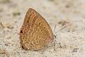 Plain Tailless Oakblue Arhopala asopia 