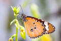 PlainTiger Danaus chrysippus chrysippus