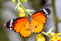 PlainTiger Danaus chrysippus chrysippus