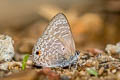 Pointed Ciliate Blue Anthene lycaenina lycambes