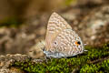 Pointed Ciliate Blue Anthene lycaenina lycambes