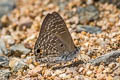 Pointed Ciliate Blue Anthene lycaenina lycambes