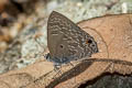 Pointed Ciliate Blue Anthene lycaenina miya