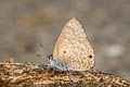 Pointed Ciliate Blue Anthene lycaenina miya