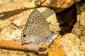 Pointed Ciliate Blue Anthene lycaenina lycambes