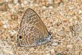 Pointed Ciliate Blue Anthene lycaenina miya