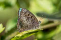 Pointed Green Oakblue Arhopala hellenore hellenore 