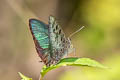 Pointed Green Oakblue Arhopala hellenore hellenore 