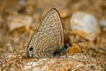 Pointed Lineblue merguiana