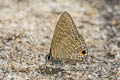 Pointed Lineblue merguiana