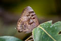 Pointed Oakblue Arhopala singla (Yellow-disc Oakblue)