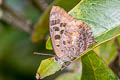 Pointed Oakblue Arhopala singla (Yellow-disc Oakblue)