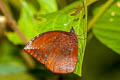 Pointed Palmfly Elymnias penanga penanga