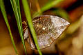 Pointed Palmfly Elymnias penanga penanga